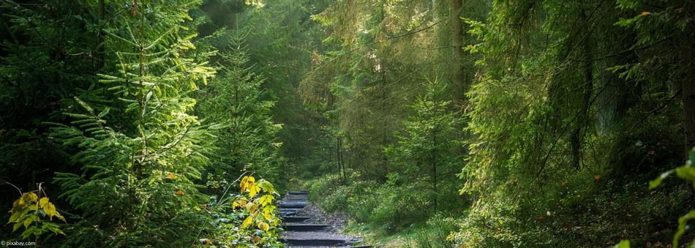 Weg im Wald mit unebenen Stufen