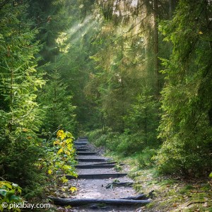 Weg im Wald mit unebenen Stufen